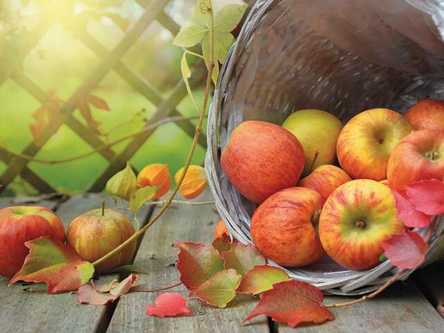 28ème Fête du Cidre