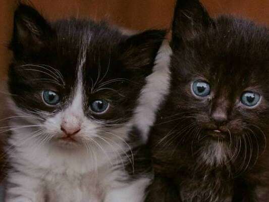 Journée internationale pour les droits des animaux