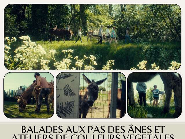 Balade aux pas des ânes et ateliers de couleurs végétales