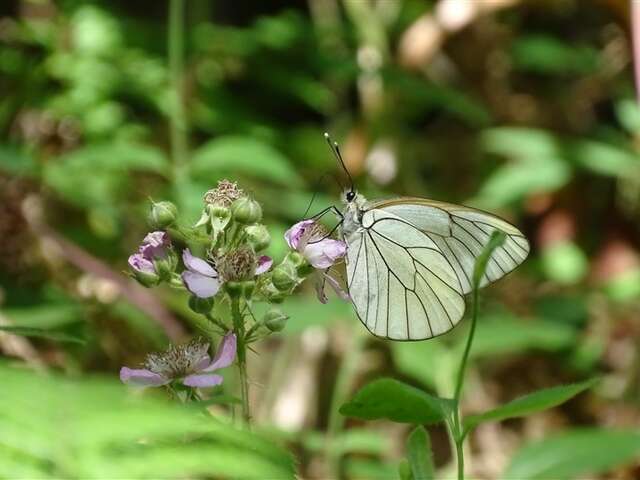 Visite "Les papillons du bocage"