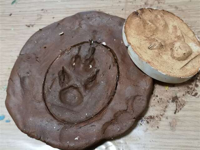 Atelier Bout d'choux Moulage d'empreintes animales