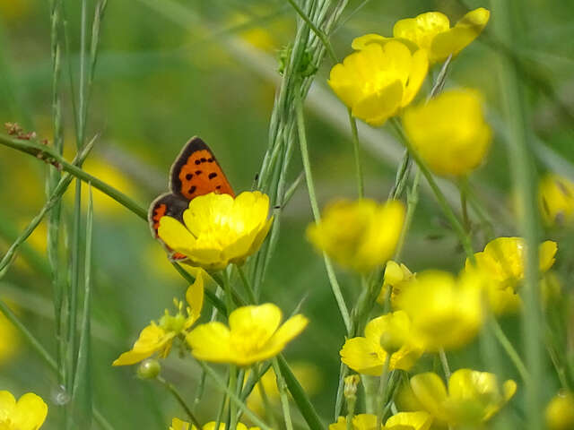 Visite "Les papillons du bocage"