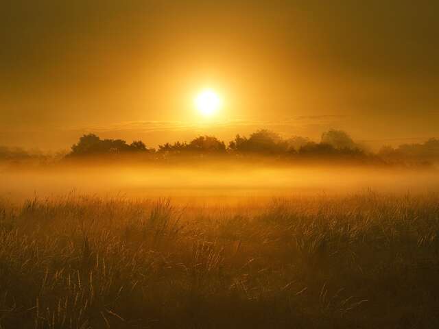 Les oiseaux nocturnes des Marais de Contres