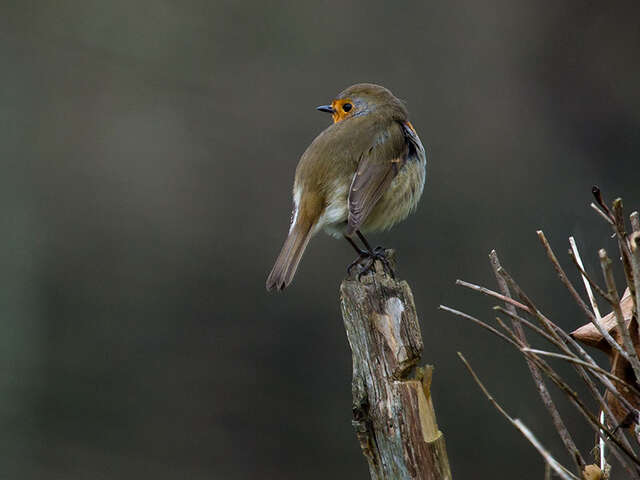 Visite "Le chant des oiseaux"