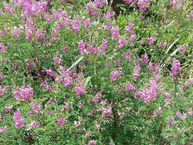 Visite "Les plantes tinctoriales du bocage et leurs secrets"