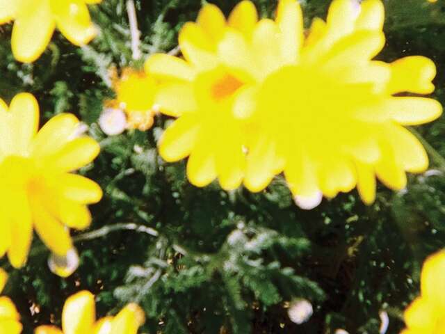 La parade des fleurs