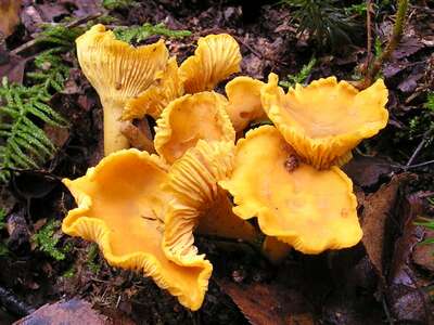 Champignons des sous-bois