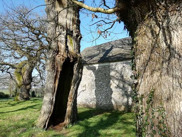 Les Chênes creux de Kernéant