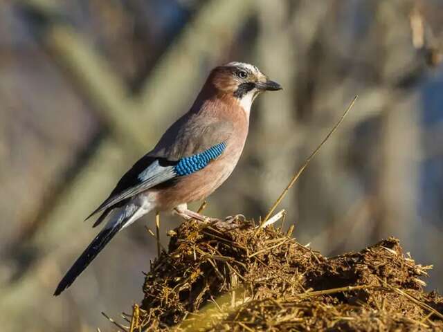 La réserve à vol d'oiseaux