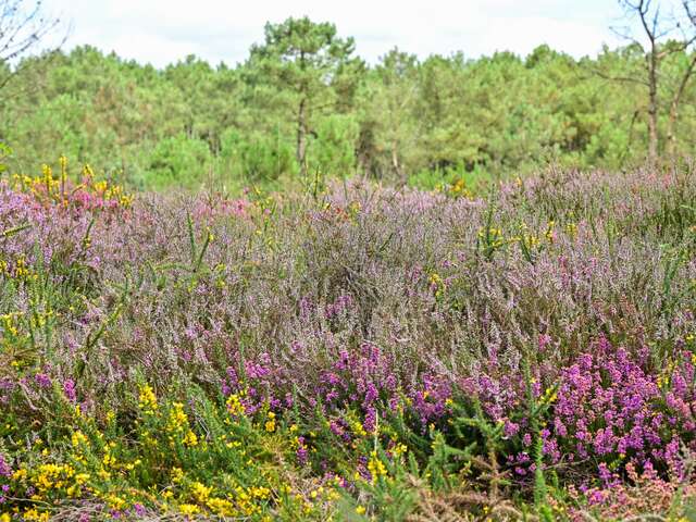 Visite guidée: Les landes au fil du temps