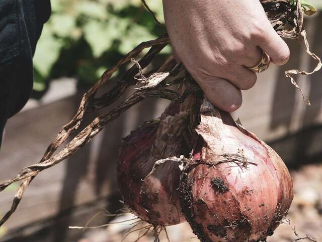 Epinards, coccinelles et compagnie - Yohann Chesnel