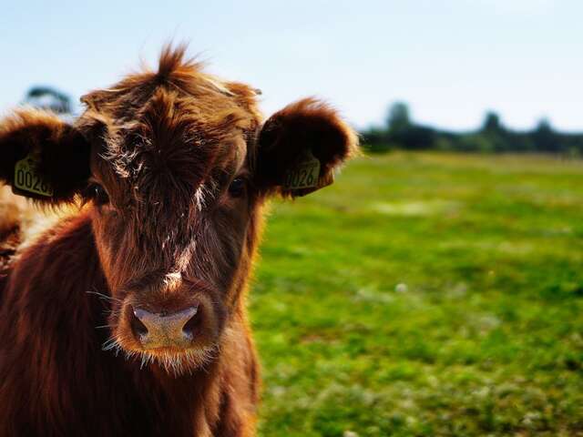 Ferme de Trénube - Viande bovine