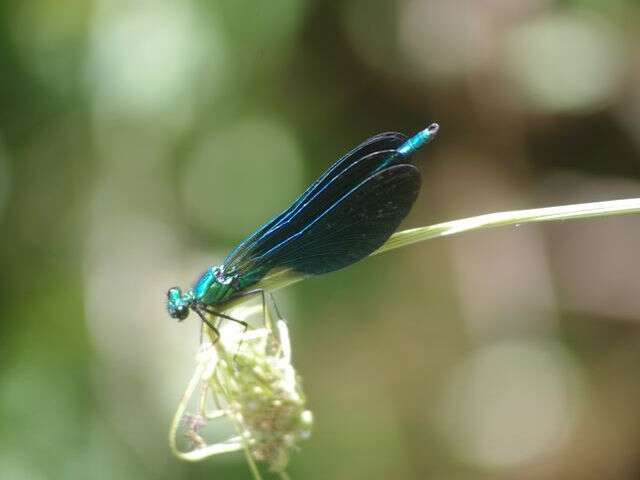 Etang, libellules et belles couleurs