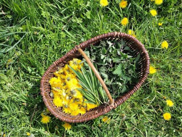 Plantes et mythes en Bretagne