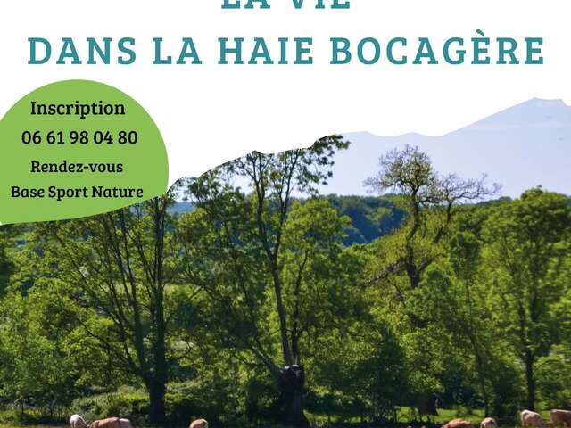 La vie dans la haie bocagère