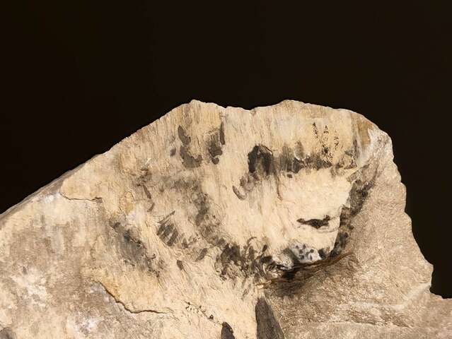 Expositions : Les pierres qui parlent de Marie-Antoinette Bassieux