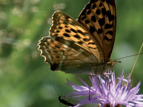 Opération papillon
