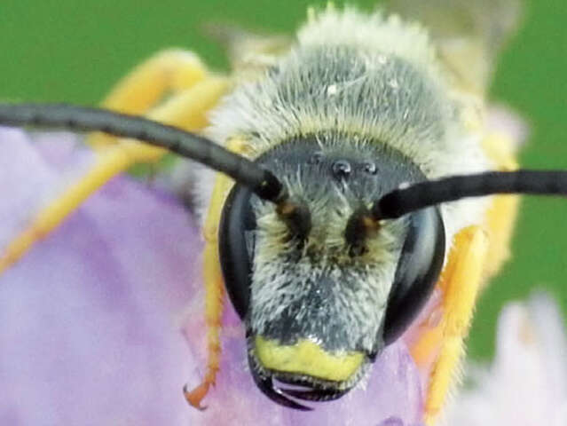 Insectes et compagnie