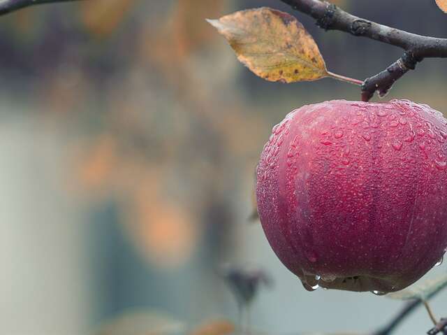 Le Verger de Christa