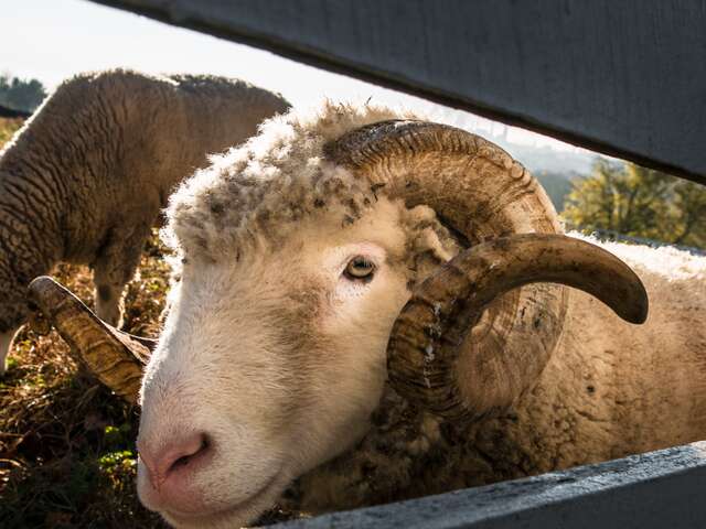 La Bergerie de Lascaux