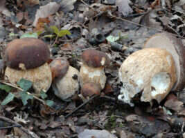 Journée champignons à Glanges