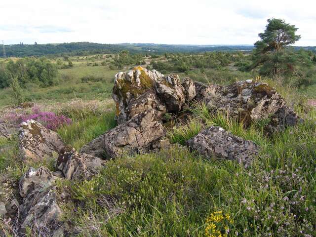 Découverte de la lande serpentinicole du Cluzeau et de la Flotte. Au crépuscule, écoute de l'Engoulevent d'Europe