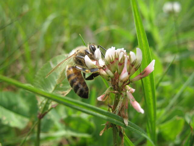 Atelier découverte Des fleurs et des abeilles