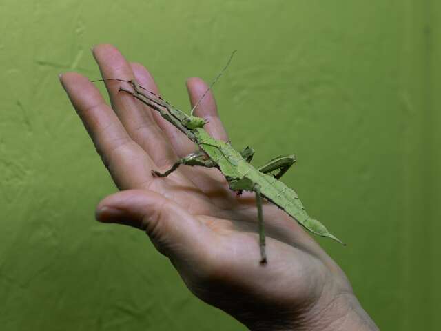 Spécial pâques à la Cité des Insectes !