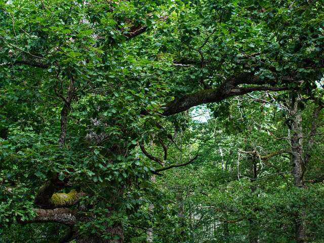 La forêt de Drouille