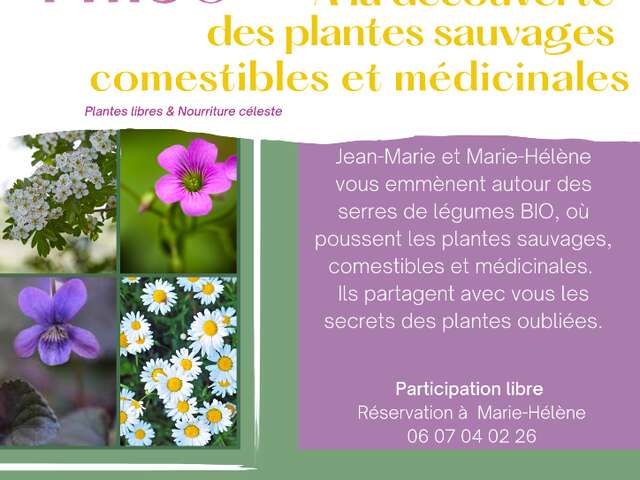 à la découverte des plantes sauvages comestibles et médicinales