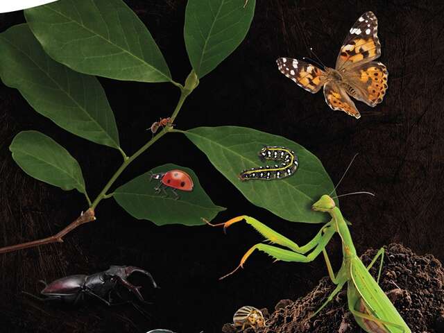 Exposition : Insectes