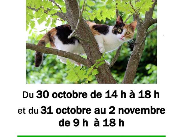 Bric à brac au profit de l'Ecole du Chat de la Creuse