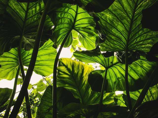 Salon Léo Habitat - Marché aux plantes - Limoges