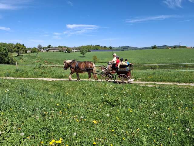 Promenade en calèche avec "Mémoire d'attelage"