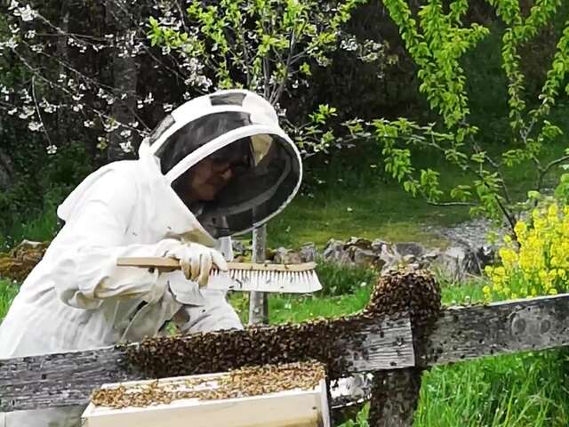 L'abeille sentinelle de l'environnement