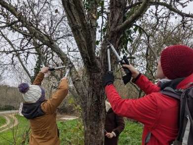 Greffe et taille d'arbres fruitiers à Boursay