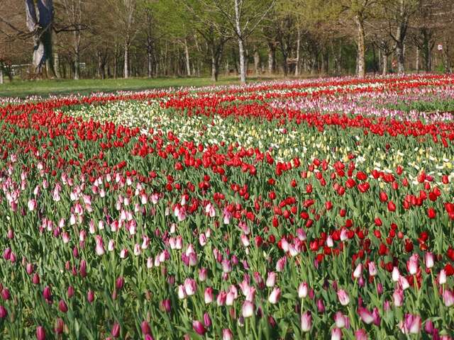 Jardins des Tulipes du château de Cheverny