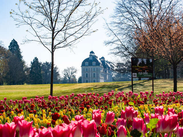 Jardins des Tulipes du château de Cheverny