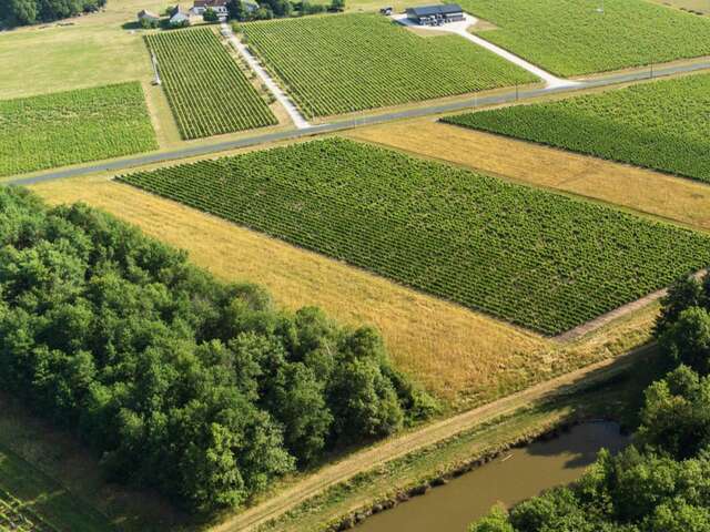 Lionel gosseaume, vigneron