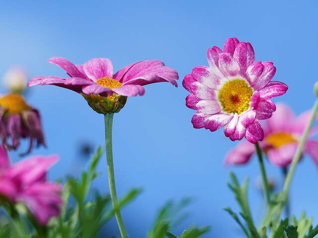 Atelier cueillette et cuisine de plantes sauvages à Saint-Firmin-des-Prés