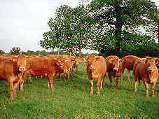 LES PATURES : VIANDE DE BOEUF