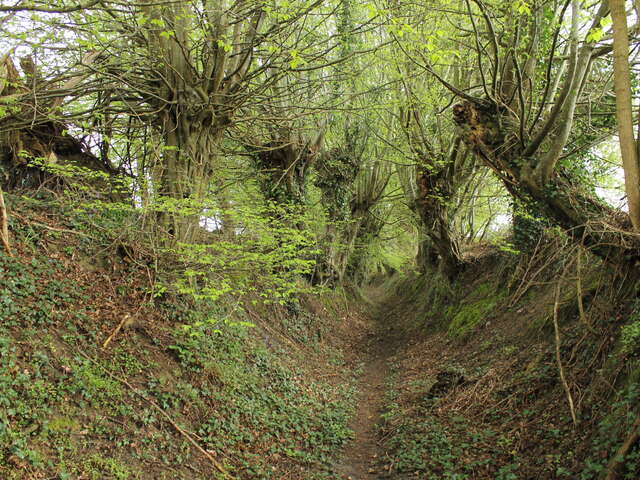 L'allée des Trognes