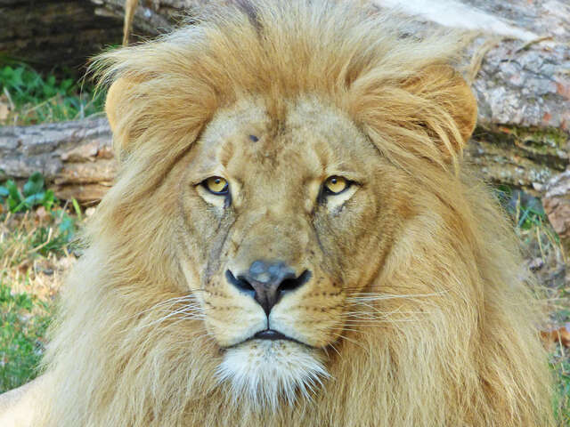 NATUR'ZOO DE MERVENT