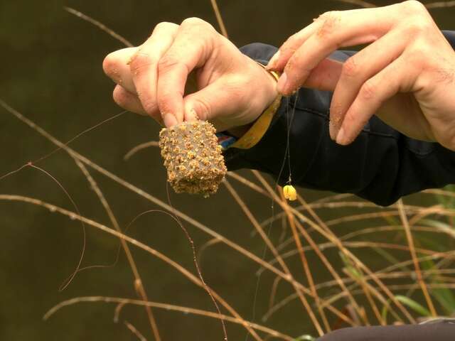 Journée pêche au feeder