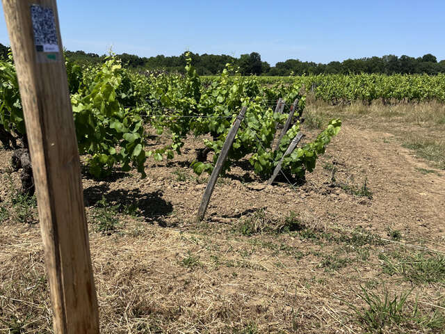 Au fil des ceps au Domaine Brégeon
