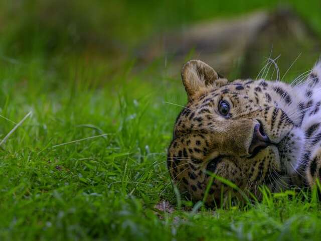 Zoo de la Boissière-du-Doré