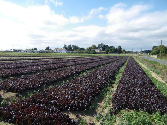 BOUCLE CIRCUIT DU PETIT ANJOU