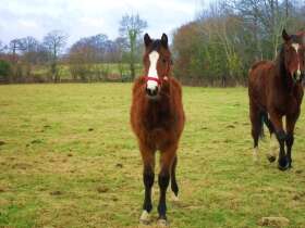 HARAS DU VAL D'OR