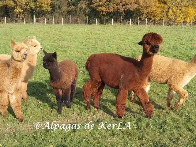 LES ALPAGAS DE KERLA