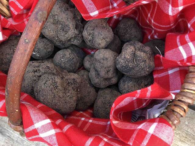 Truffes Noires de Montcuq